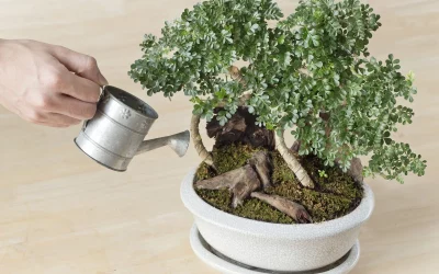 How to Water a Bonsai Tree Indoors (Avoid Root Rot & Dry Leaves)