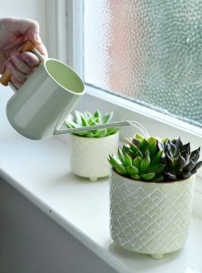 watering small potted plants with compact watering can