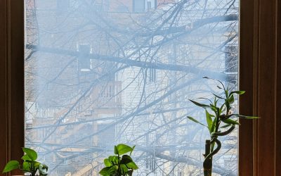 How to Keep Indoor Plants Alive During Winter (Essential Tips)