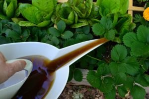 homemade compost tea for indoor plants