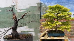 healthy indoor bonsai vs soggy bonsai soil