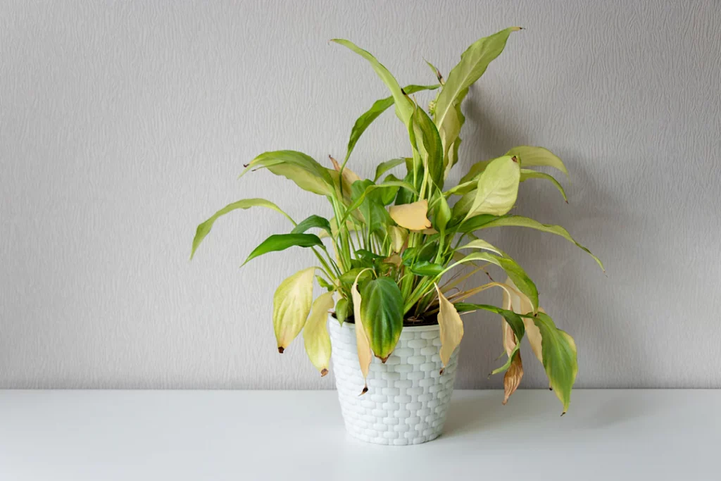 underwatered houseplant with yellowing edges