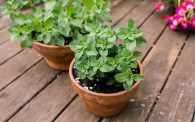 How to Grow Marjoram Indoors (Easy Culinary Herb)