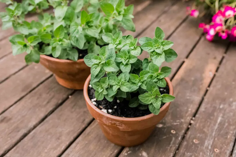 Marjoram plant growing indoors in a pot on windowsill.