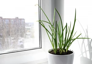 green onions regrowing indoors