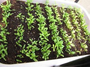 coriander seedlings growing indoors in containers