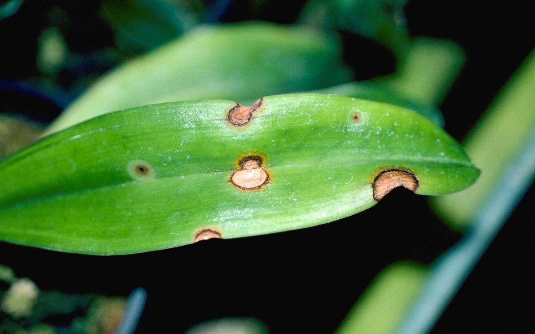 indoor plant showing common leaf problems like yellow and brown tips.