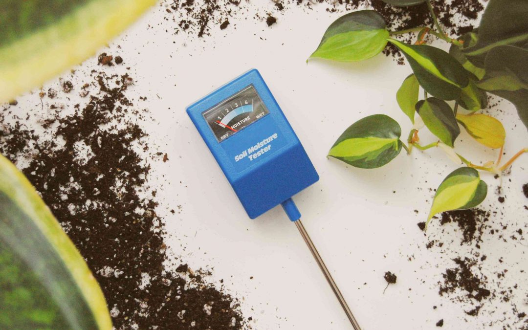 Why Your Indoor Plant Soil Smells Bad (And How to Fix It)