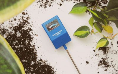 Why Your Indoor Plant Soil Smells Bad (And How to Fix It)