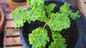 kale growing indoors in a pot