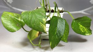 wilted indoor plant due to watering issues