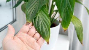 brown leaf tips on houseplant from low humidity