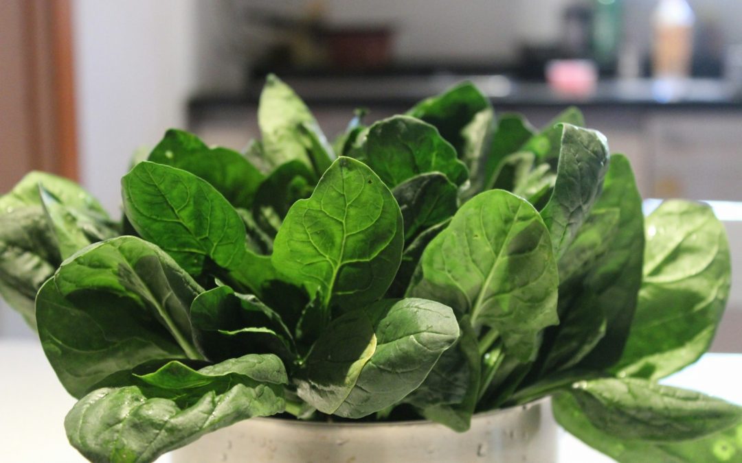Spinach plants growing indoors in pots.