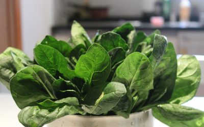 How to Grow Spinach Indoors (Fresh Leaves Year-Round)