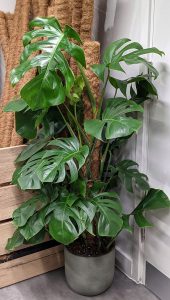 tropical houseplants thriving indoors