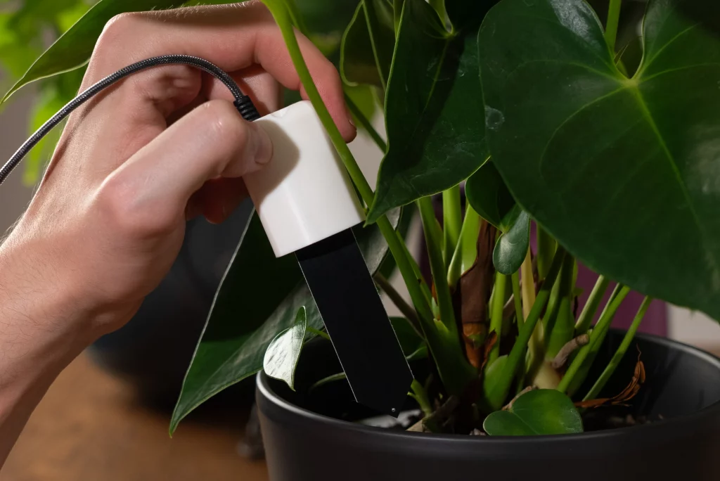 DIY smart plant setup with sensors and watering system