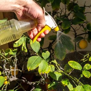neem oil to treat yellowing indoor plant leaves