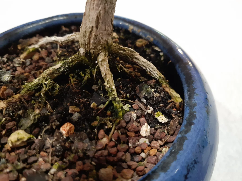 overwatered bonsai tree roots with rot