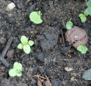 marjoram seedlings growing.