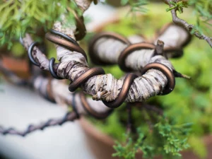 wiring bonsai tree branch with aluminum wire