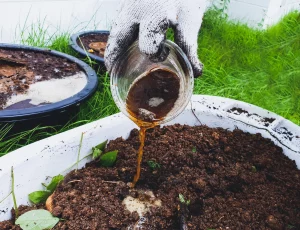 feeding indoor plants with homemade compost tea