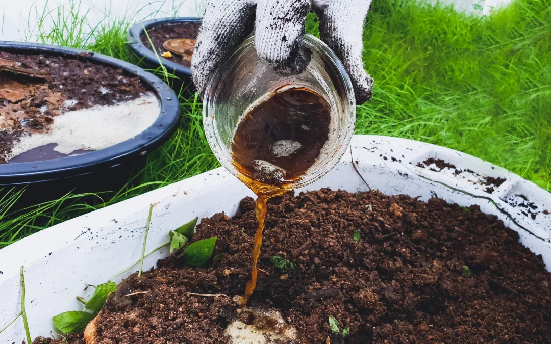 Compost Tea for Indoor Plants (Easy Natural Feed Recipe)