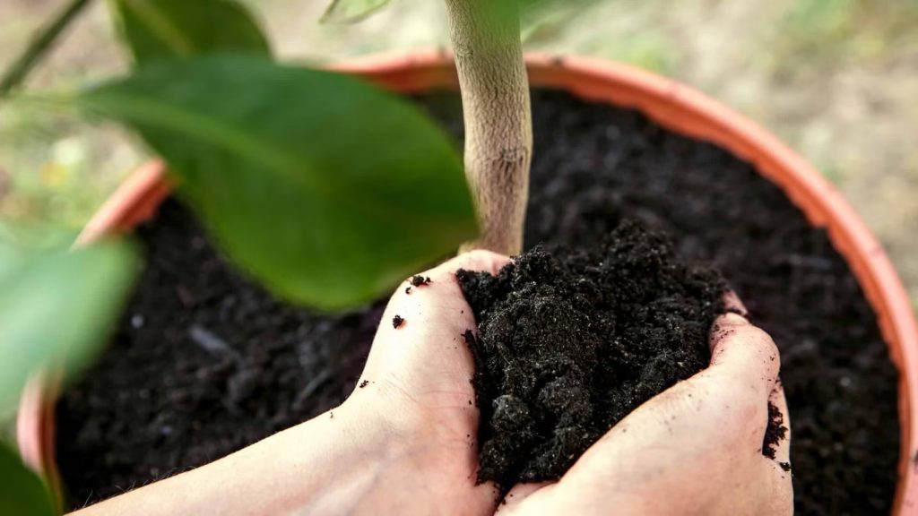 checking indoor plant soil for odor and signs of overwatering