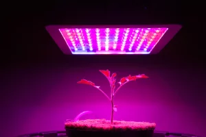 providing extra light to boost indoor plant growth.