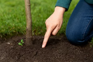 checking if indoor soil is dry before watering