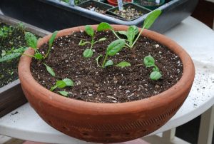 Spinach seedlings growing indoors in containers