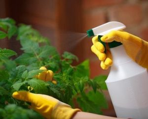 natural neem oil treatment for mold on indoor plant soil