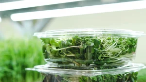 arugula leaves growing under indoor light.