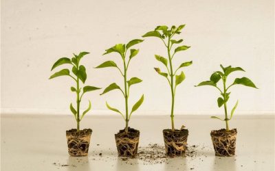 How to Make Indoor Plants Grow Faster (5 Proven Methods)