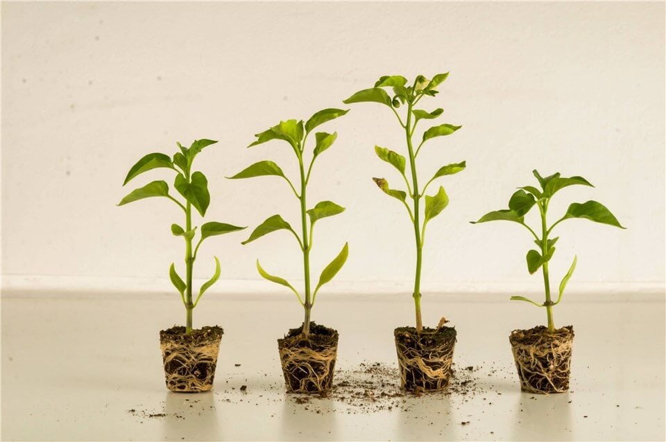 indoor plants growing faster under bright light and healthy conditions.