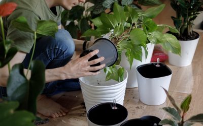 Simple Indoor Plant Maintenance Routine (Weekly Care Checklist)