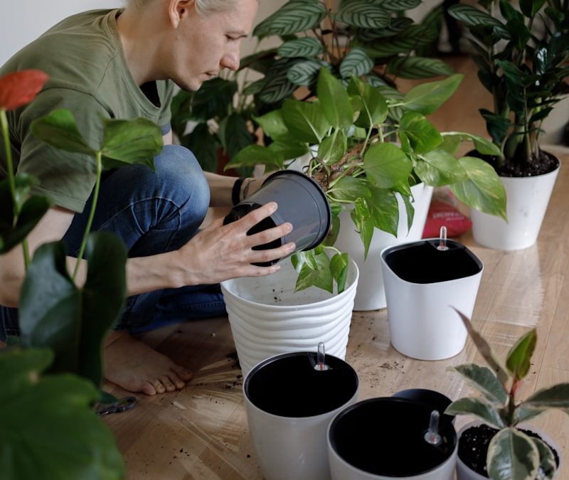 Simple Indoor Plant Maintenance Routine (Weekly Care Checklist)