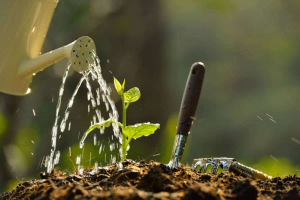 preparing synthetic fertilizer for indoor plants