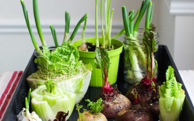 8 Kitchen Scraps You Can Regrow Indoors (Easy, Eco-Friendly Hacks)