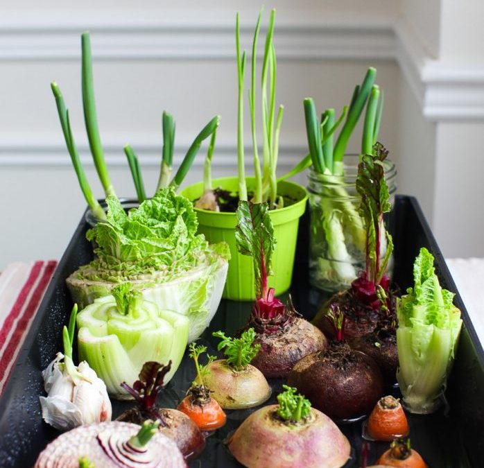 8 Kitchen Scraps You Can Regrow Indoors (Easy, Eco-Friendly Hacks)