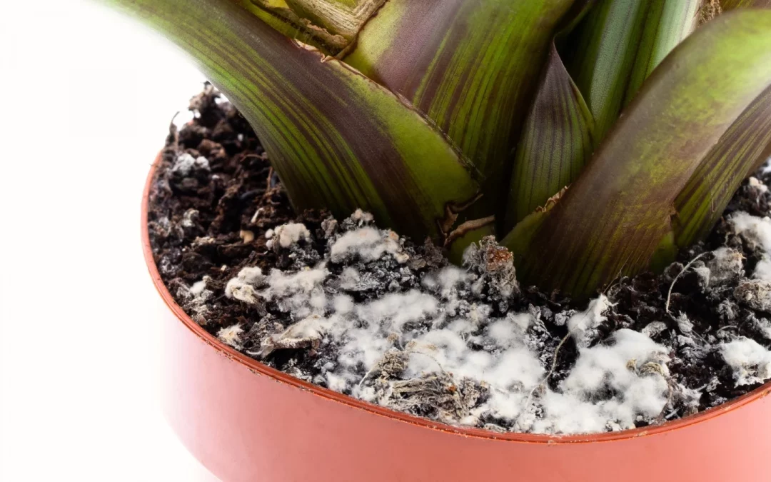 white mold on indoor plant soil with natural treatment methods.