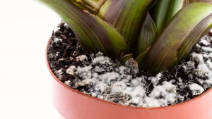 white mold on indoor plant soil with natural treatment methods.