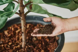 adding natural fertilizer to indoor plant pot