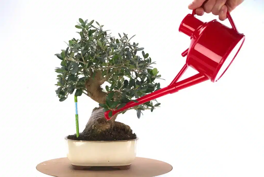 Watering a bonsai tree with a narrow-spout can.