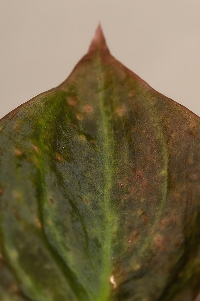 indoor plant showing fertilizer burn with brown leaf tips.
