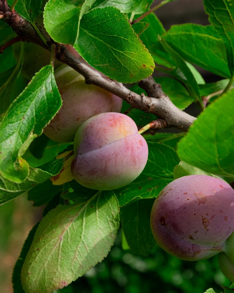 well-pruned peach tree with ripening peaches in full sun