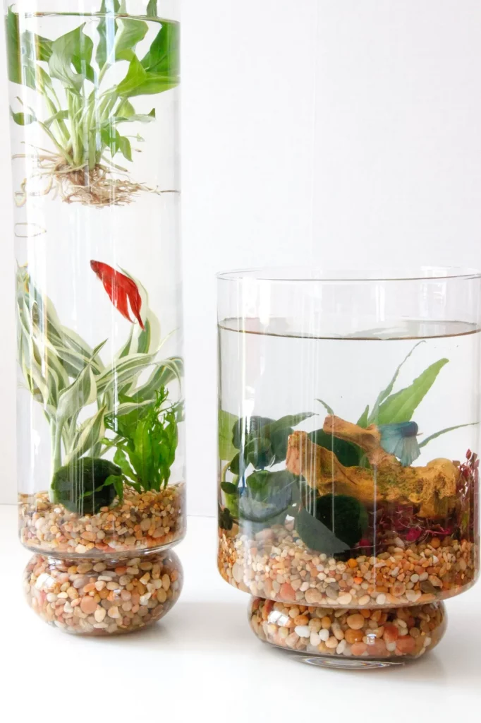 indoor water garden bowl with floating plants