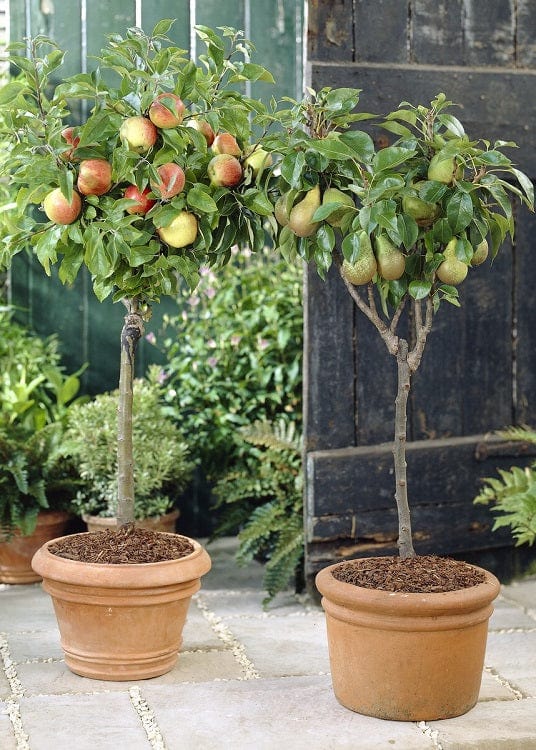 dwarf peach tree growing in a large container near a sunny window