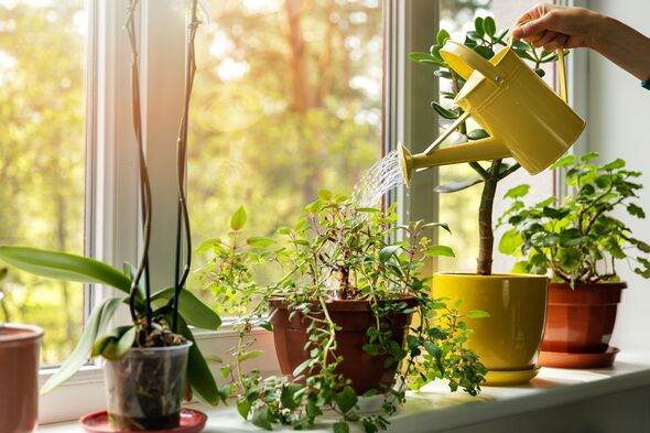 watering a miniature herb garden on a kitchen windowsill