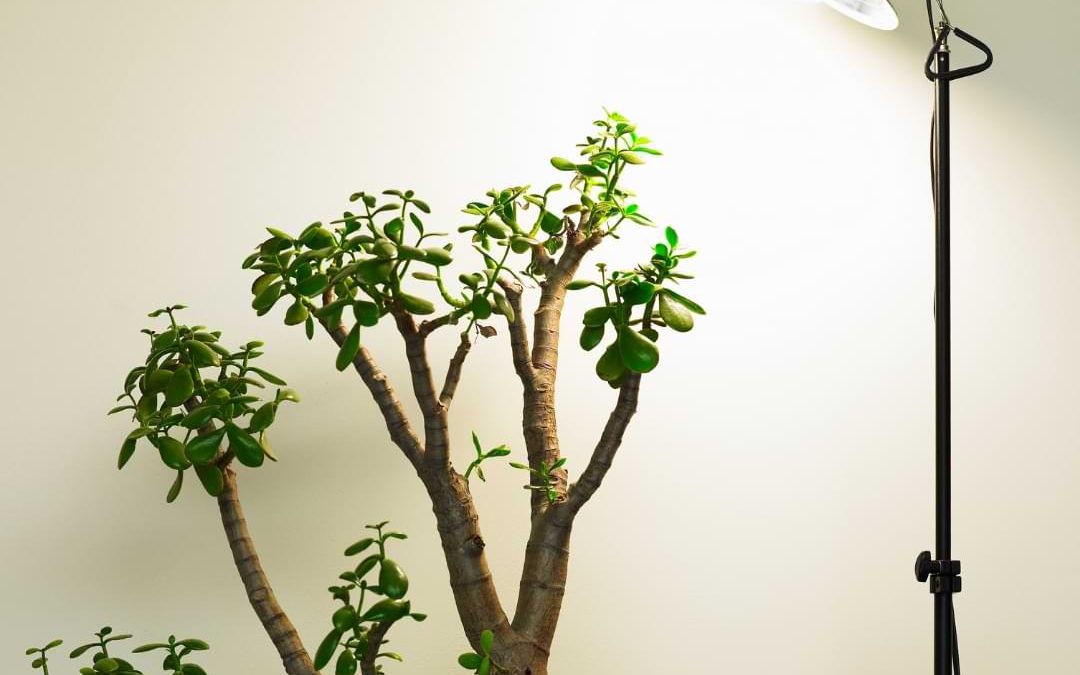Why Your Bonsai Isn’t Growing (Hidden Causes Explained)