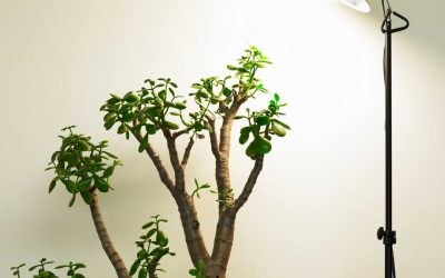 Why Your Bonsai Isn’t Growing (Hidden Causes Explained)